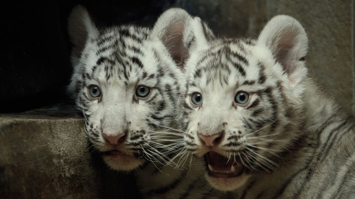 Le zoo de Liberec perd sa plus grande attraction.  Le chaton tigre blanc a été emmené en France
